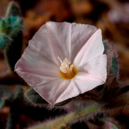 بذور الرخامى ( Convolvulus buschiricus )