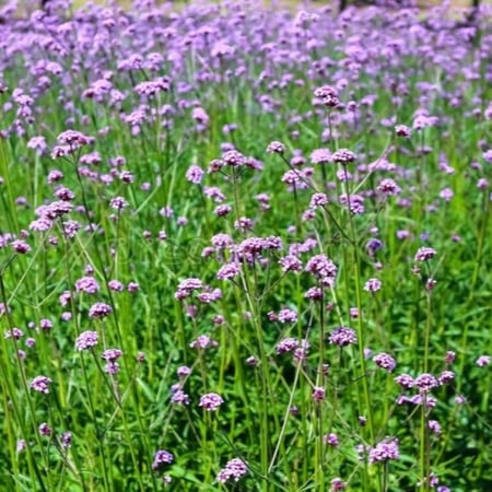 زهرة الفربينيا