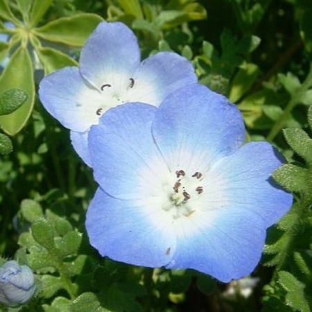 زهرة عيون الطفل الزرقاء Nemophila menziesii