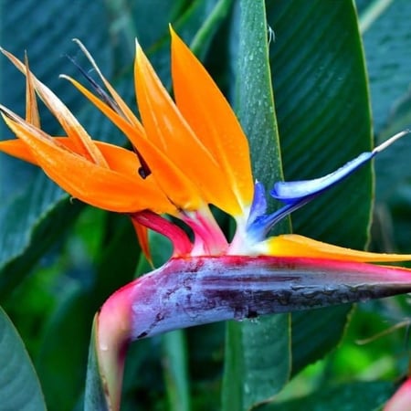 طريقة زراعة عصفور الجنة