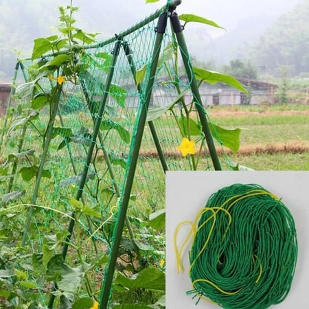 شبكة النباتات المتسلقة