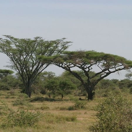 بذور طلح السيال ( Acacia johnwoodii )
