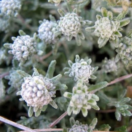 بذور عشبة الجعد ( Teucrium polium )