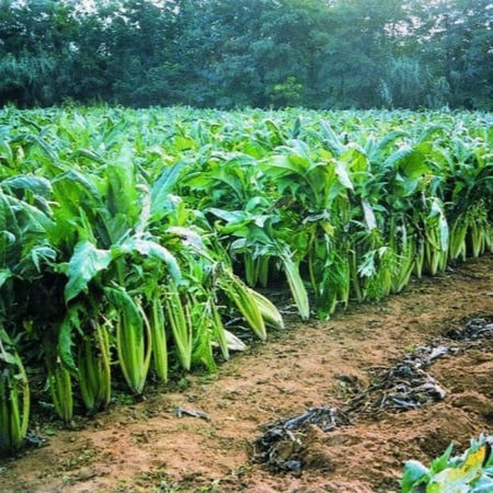 بذور الخرشوف الشوكي ( cynara cardunculus )