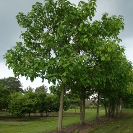 بذور باولونيا الأميرة ( Paulownia tomentosa )