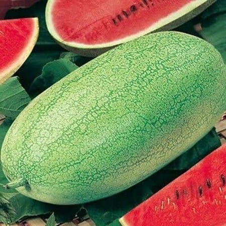 بذور البطيخ