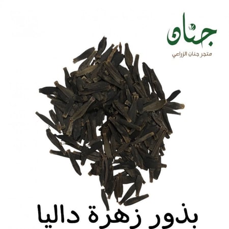 ‫بذور زهور داليا ( Dahlia decorative )