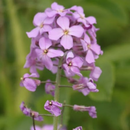 زهور المنثور