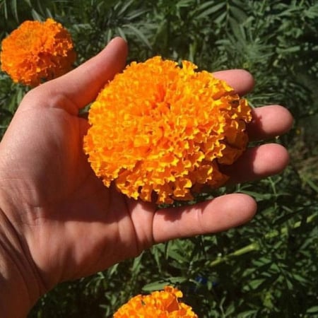 طريقة زراعة زهرة القطيفة الافريقية