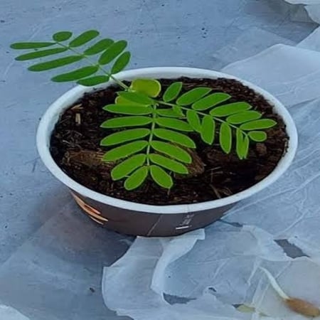 شجيرة البونسيانا الصفراء