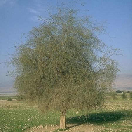 بذور الهجليج