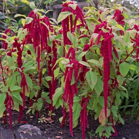 القطيفة المذنبة  Amaranthus caudatus
