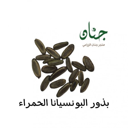 ‫بذور البونسيانا‬ الحمراء ( Delonix regia )