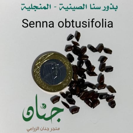بذور عشبة سنا الصينية المنجلية Senna obtusifolia