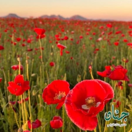 بذور الديدحان الأحمر - شقائق النعمان ( Papaver glaucum )