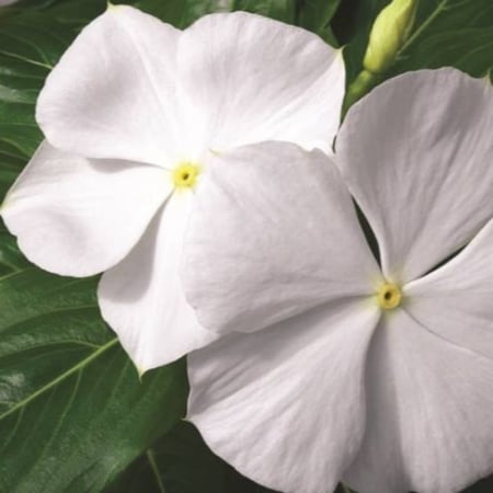 بذور البفتة البيضاء - الفينكا - الالونكا ( Catharanthus roseus )