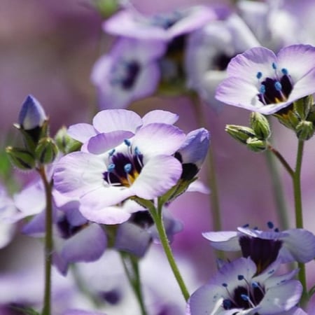 بذور زهرة عين الطائر ثلاثية الألوان Gilia tricolor