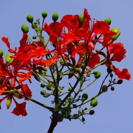 ‫بذور البونسيانا‬ الحمراء ( Delonix regia )