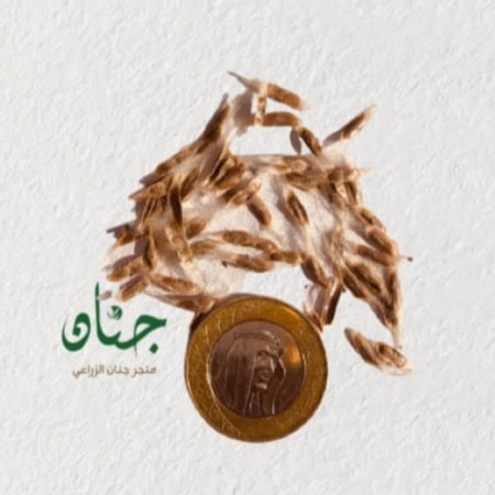 بذور شجرة الكاتالبا الصفراء  Catalpa ovata