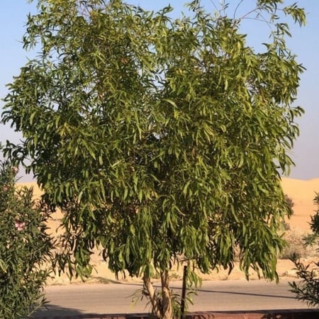 شجرة الكين الليموني