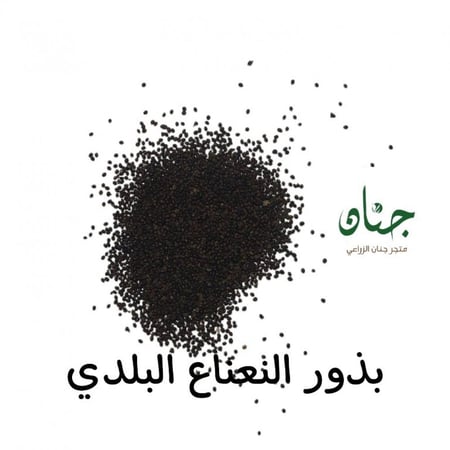 بذور نعناع بلدي