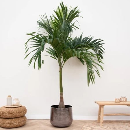 نخيل مانيلا