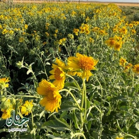 بذور نبات دوار الشمس البري ( Verbesina encelioides )