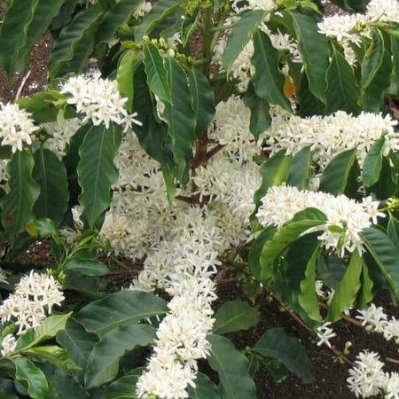 بذور شجيرة القهوة - البن العربي ( Coffea Arabica )
