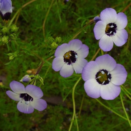 زهور عين الطائر جيليا