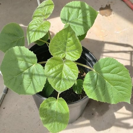 بذور شجرة باولونيا الاميرة ( Paulownia tomentosa )
