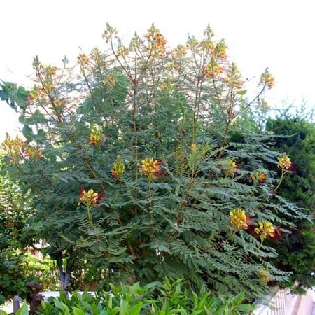 بذور شجيرة سيسالبينيا الصفراء - بونسيانا قزمية ( Caesalpinia gilliesii )