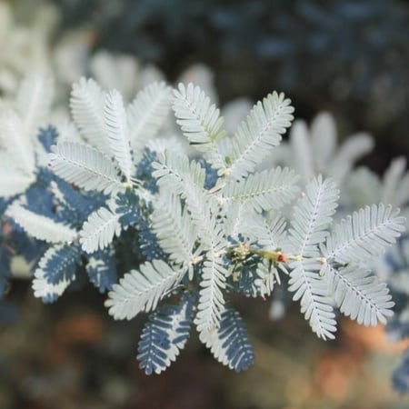 بذور شجرة أكاسيا بيليانا ( Acacia baileyana )