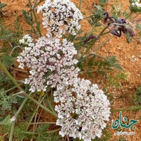 بذور البسباس البري ( anisosciadium lanatum )
