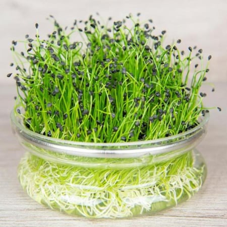 بذور براعم الملفوف الاخضر - ميكروجرين ( Brassica oleracea )