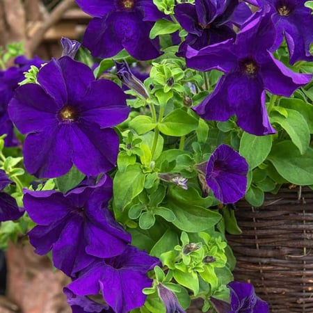 بذور زهرة البيتونيا الارجوانية ( Petunia )