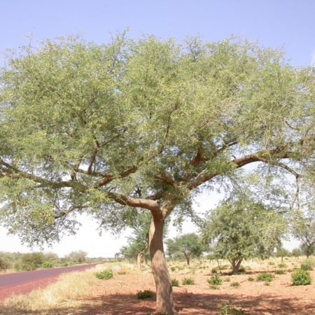 شجرة الالاه الحراز السنط الابيض