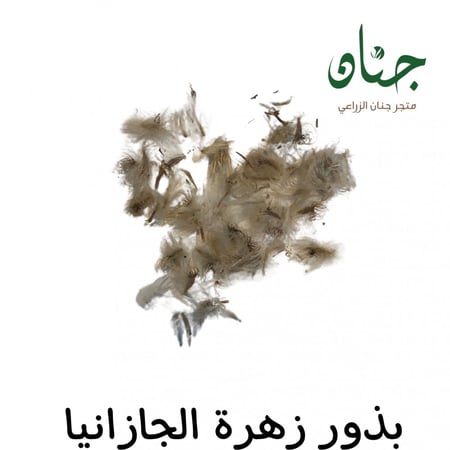 بذور زهرة جازانيا