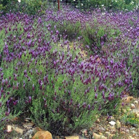 seeds of Lavandula stoechas