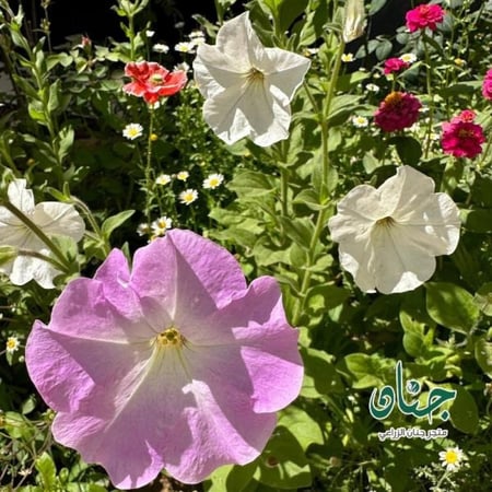 بذور زهرة البيتونيا ( petunia hybrida )