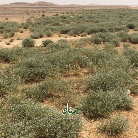 بذور عشبة القيصوم ( Achillea fragrantissima )