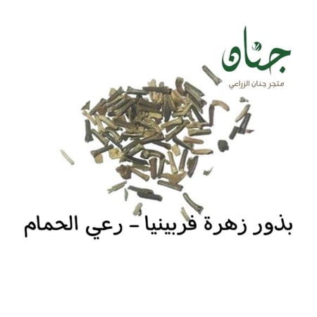 بذور زهور فربينيا - رعي الحمام ( Verbena officinalis )