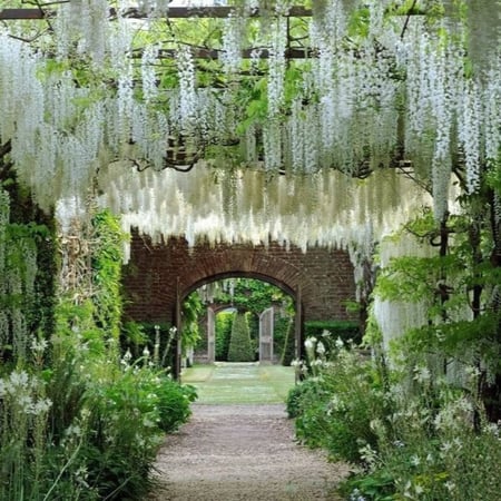 بذور شجرة ويستيريا البيضاء ( "wisteria sinensis "alba )