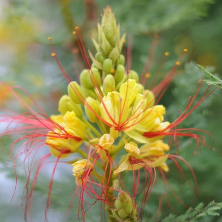 بذور شجيرة سيسالبينيا الصفراء - بونسيانا قزمية ( Caesalpinia gilliesii )