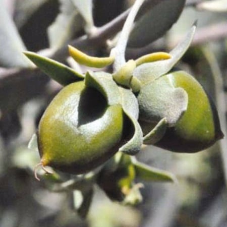 ثمرة الجوجوبا