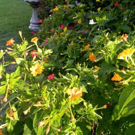 طريقة زراعة زهور شب الليل ثنائية اللون الساعة الرابعة وردي أصفر