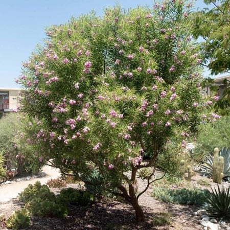 بذور شجيرة صفصاف الصحراء Chilopsis linearis