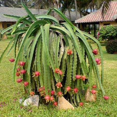 seeds of Selenicereus undatus