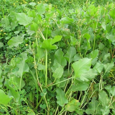 بذور عشبة الحمباز الحنزاب emex spinosa