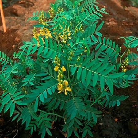 بذور سنامكي ( Senna acutifolia )