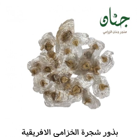 بذور الخزامى الافريقية ( Spathodea campanulata )
